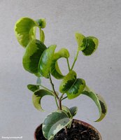 Ficus Iren