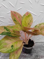 Aglaonema Quail Egg