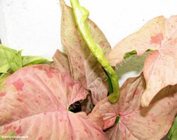 Syngonium Pink Spot