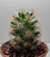 Mammillaria carmenae L 1363