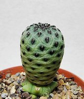 Sulcorebutia rauschii WR 289 “green” 1