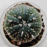 Astrophytum asterias сv yellow specks 4