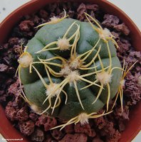 Gymnocalycium denudatum                              