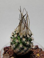 Turbinicarpus gracilis                        