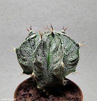  Astrophytum hybrid 3 (myrr x or 'Fukuryu