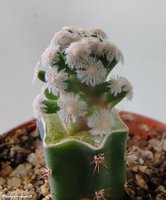  Mammillaria theresae 1