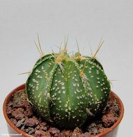 Astrophytum niveum v. Albispinum 3