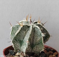 Astrophytum  hybrid 2 (Ornatum cv.)