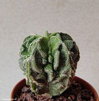 Astrophytum hybrid 8 (Myriostigma cv. Fukuryu Hakujo)