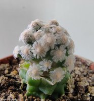  Mammillaria theresae 2