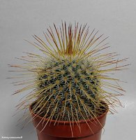 Mammillaria dixanthocentron   