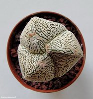 Astrophytum myriostigma Onzuka tricostatum