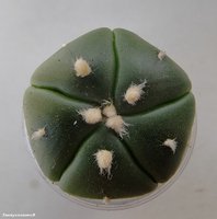 Astrophytum asterias nudum 5 ribs