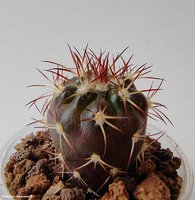 Discocactus placentiformis HU 105