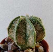 Astrophytum capricorne Saltillo  