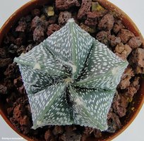 Astrophytum CОxSK 2 (5 реб.)