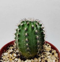 Echinocereus pulchellus v. sharpii SB 1569