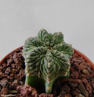 Aztekium ritteri 1  