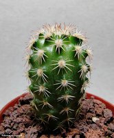 Echinocereus ctenoides MAO 0044 