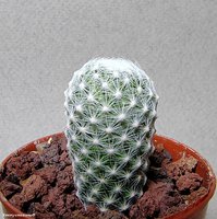 Mammillaria humboldtii RH 132                         