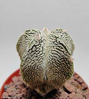 Astrophytum myriostigma Onzuka 1 