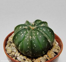 Astrophytum niveum v. Albispinum 4