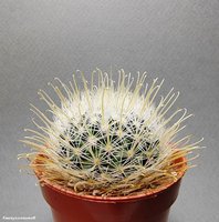 Mammillaria pennispinosa v. nazasensis SB 489  