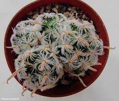 Mammillaria duwei f. red spines 2