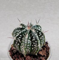 Astrophytum CAPxSK 5