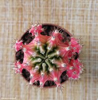 Gymnocalycium mihanovichii variegata 7