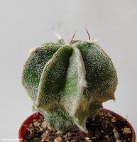 Astrophytum hybrid 10 (Myriostigma cv. Hakujo)