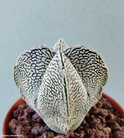 Astrophytum myriostigma Onzuka 2