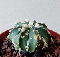 Astrophytum niveum v. Albispinum 2