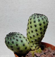 Sulcorebutia rauschii WR 289 “green” 2