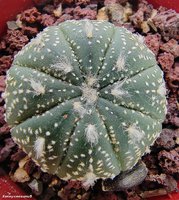 Astrophytum asterias сv yellow specks 5