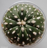 Astrophytum asterias cv. Super Kabuto 10