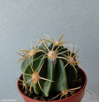 Ferocactus latispinus (pink sps)