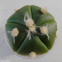 Astrophytum asterias nudum 5 ribs Ooibo