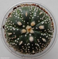 Astrophytum asterias cv. 'Super Kabuto' 1