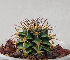 Gymnocalycium friedrichii STO 1673