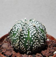 Astrophytum CОxSK 1