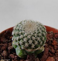 Strombocactus disciformis