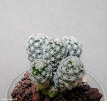 Mammillaria herrerae 3