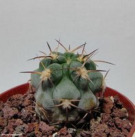 Acanthocalycium glaucum P 394        