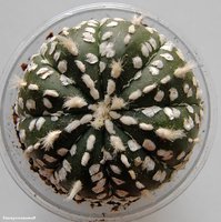 Astrophytum asterias cv. Super Kabuto 11