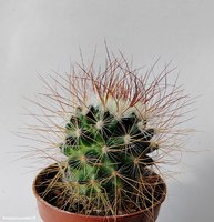 Mammillaria rekoi v. leptacantha L1314