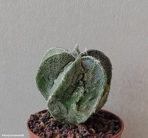 Astrophytum hybrid 17