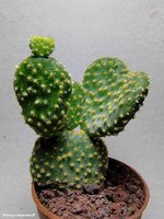 Opuntia microdasys compressa