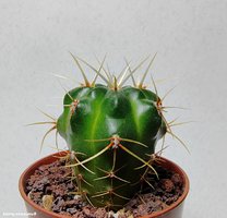 Gymnocalycium monvillei v. safronovii VG-035 