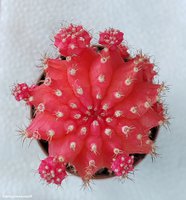 Gymnocalycium mihanovichii variegata 4